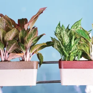 arty rectangle eco planters