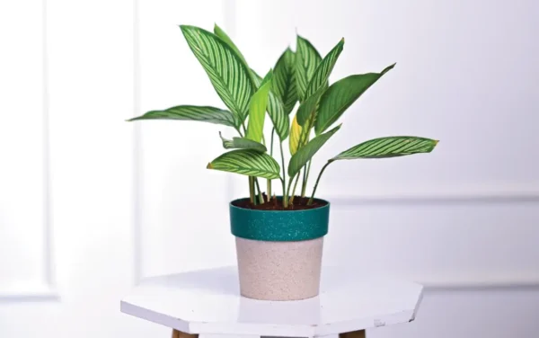 arty round eco planters