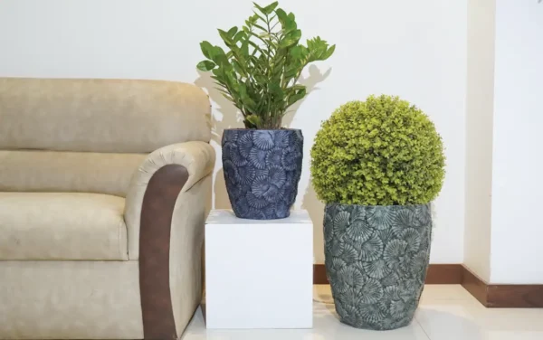 azziano planters