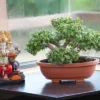 bonsai oval planters
