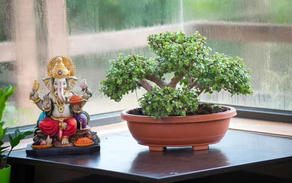 bonsai oval planters