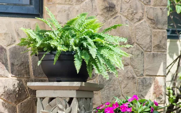 bowl planters bowl planters