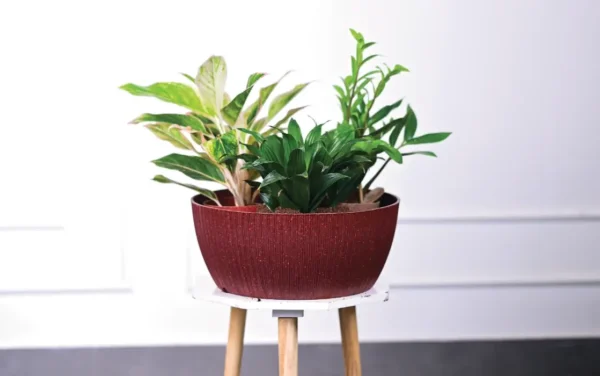 geneva eco planters