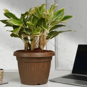 bello round eco planters