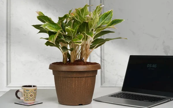 bello round eco planters