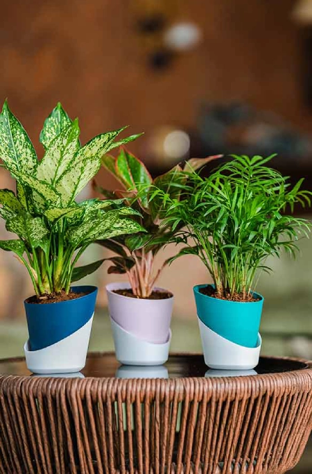 atlantis planters