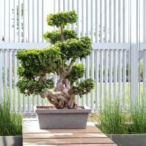 bonzai r70 planters