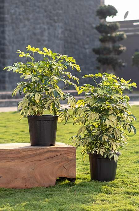 grower pot