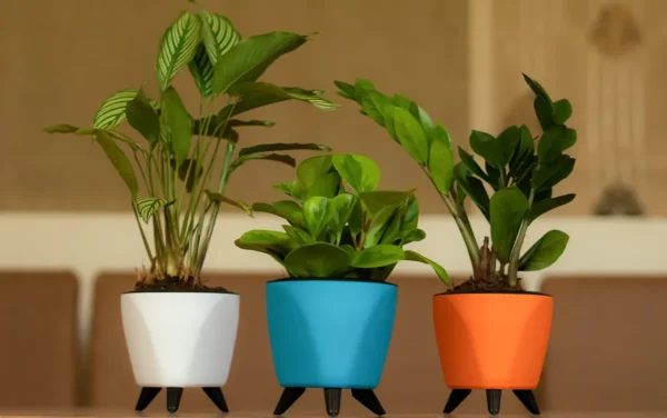 lagos planters lagos planters