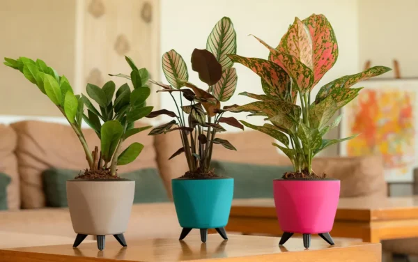 lagos planters lagos planters