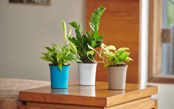 OSLO PLANTERS 1 600x376