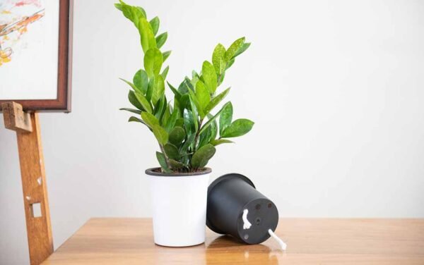 OSLO PLANTERS 2 600x376