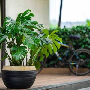 ringstone ring planters