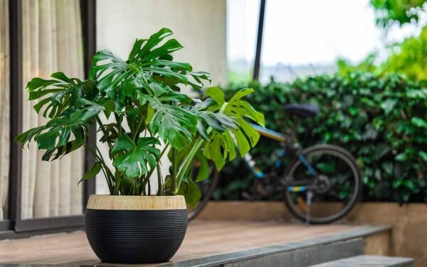 ringstone ring planters