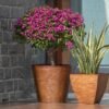 ringstone square planters