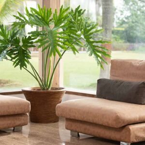 ringstone xl planters