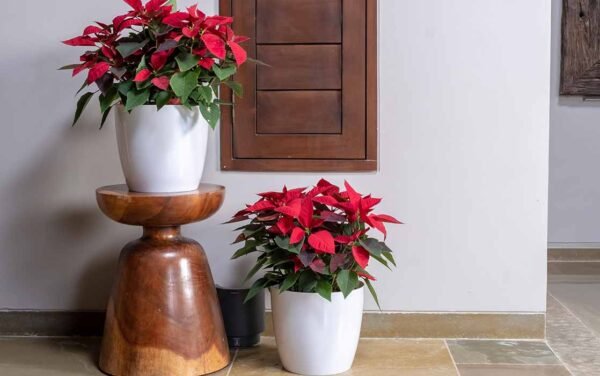 valencia planters valencia planters