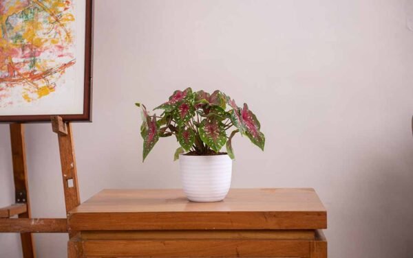 verona planters verona planters