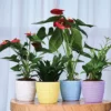 capri planters