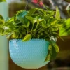 capri hanging planters