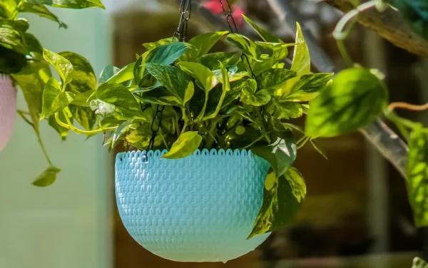 capri hanging planters capri hanging planters