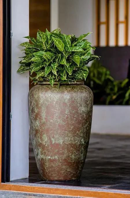 caso planters first shot