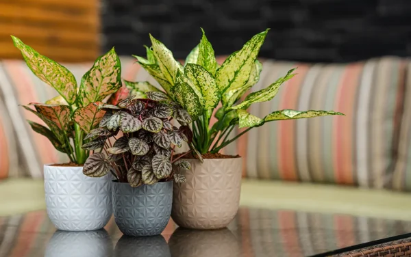 verona diamond planters