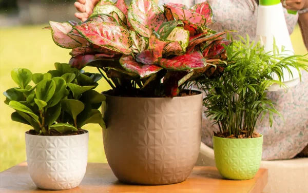 verona diamond planters