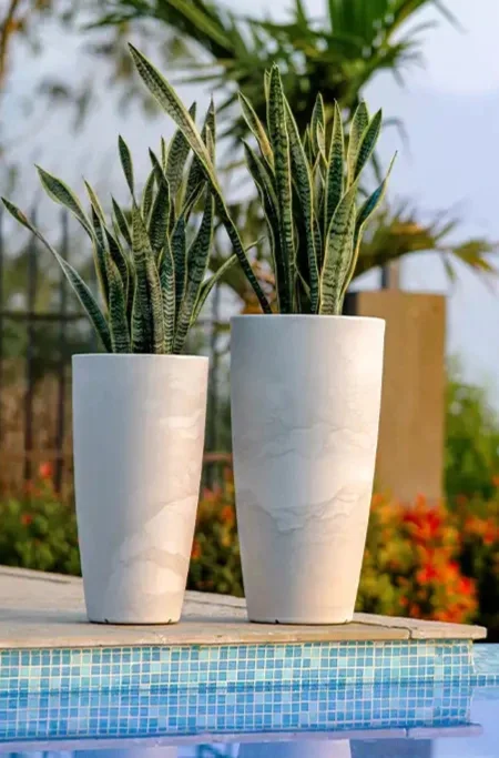 venice planters first shot